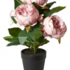 Da'core Pæon i potte rosa