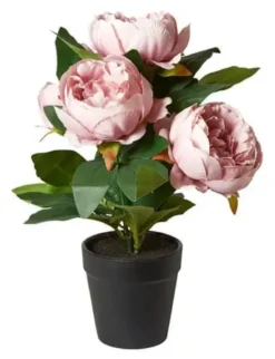 Da'core Pæon i potte rosa