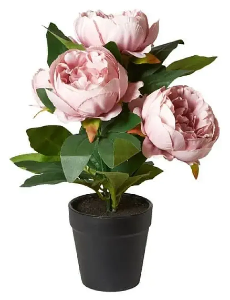 Da'core Pæon i potte rosa