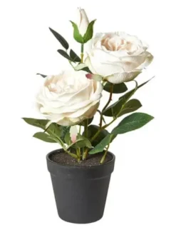Da'core Rose i potte Hvid