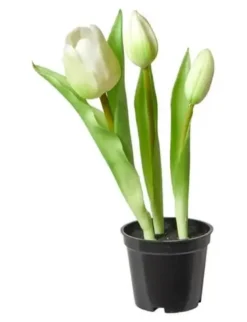 Da'core Tulipaner 3 stk. i potte 25 cm. hvid