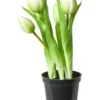 Da'core Tulipaner 5 stk. i potte 25 cm. hvid