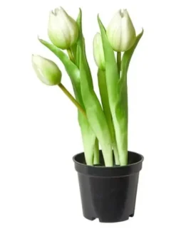 Da'core Tulipaner 5 stk. i potte 25 cm. hvid